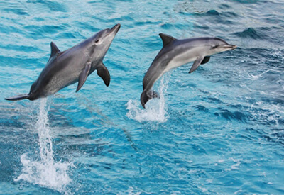 Dolphin Royal Swim Florida Keys Coupons