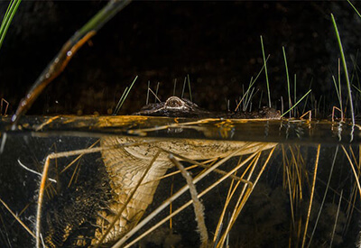 Gator Nights Tour at Sawgrass Coupons