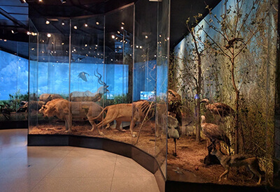 Houston Museum Natural Science Coupons