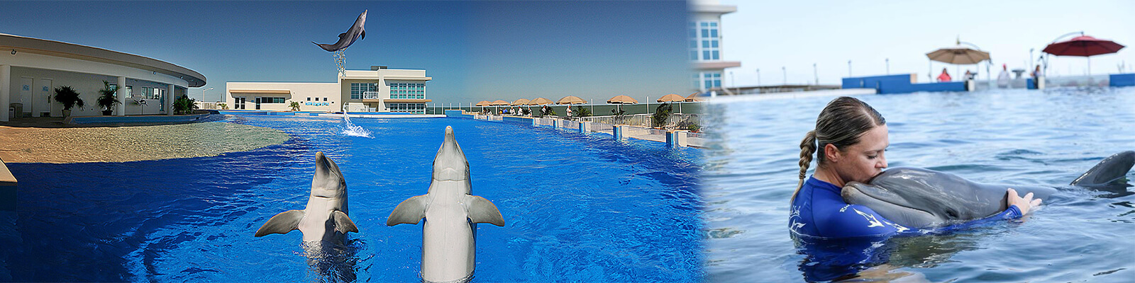 Marineland Dolphin Adventure St Augustine Coupons