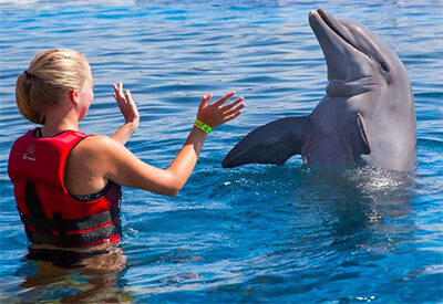 Marineland Dolphin Adventure St Augustine Coupons