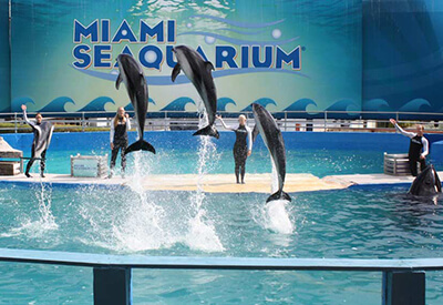 Miami Swim with Dolphins - Odyssey Program (800) 667-5524