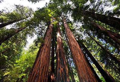 Muir Woods Sausalito Half Day Tour Coupons