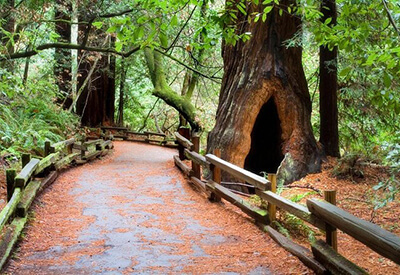 Muir Woods Tour of California Coastal Redwoods Coupons