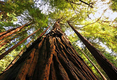Muir Woods Tour of California Coastal Redwoods Coupons