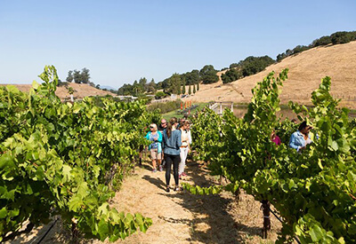 Napa Valley and Sonoma Wine Country Experience Coupons