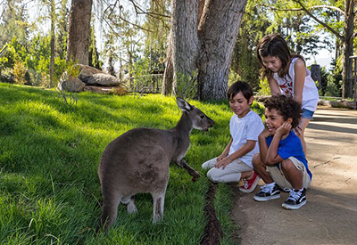 San Diego Zoo Safari Park Coupons