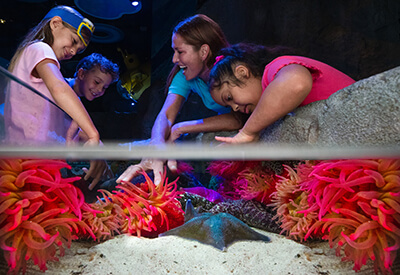 Sea Life Orlando Coupons