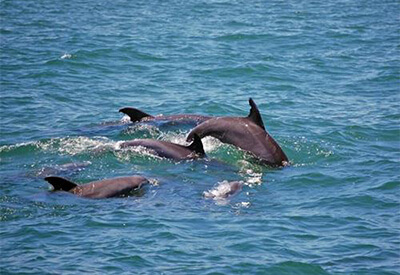 Sea Screamer Myrtle Beach Dolphin Cruises Coupons