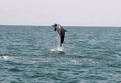 Sea Thunder Myrtle Beach Dolphin Cruises Coupons