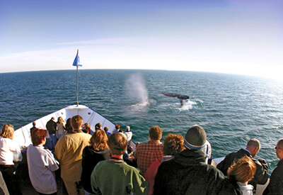Summer Whale Dolphin Watching Adventures Coupons