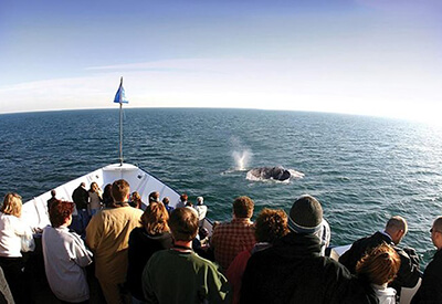 Winter Whale Watching Adventure Coupons