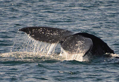 Winter Whale Watching Adventure Coupons