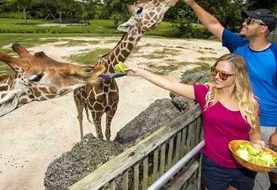 Zoo Miami Everglades Tour Coupons