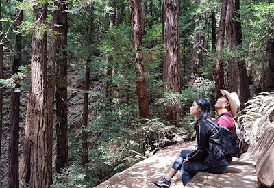 Coastal Redwoods Tour Coupons