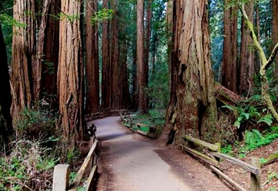 Coastal Redwoods Tour Coupons