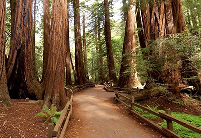 Coastal Redwoods Tour Coupons