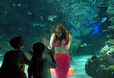 Ripley’s Aquarium of the Smokies Coupons