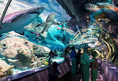 Ripley’s Aquarium of the Smokies Coupons