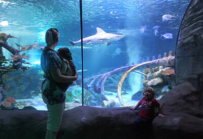 Sea Life Arizona Coupons