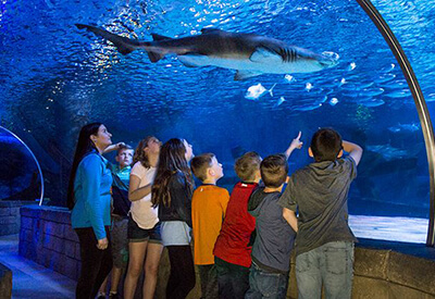 Sea Life Minnesota Coupons