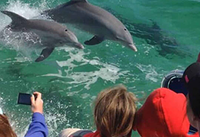 Portofino Dolphin Cruise Coupons