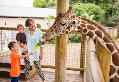 San Antonio Zoo Coupons