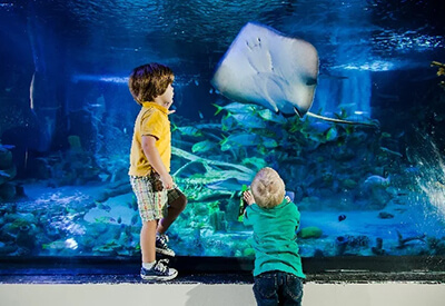 Sea Life San Antonio Coupons