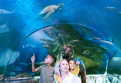 Sea Life San Antonio Coupons