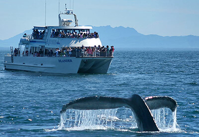 SoCal Whale Watching Coupons