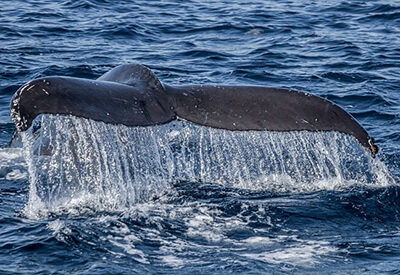 SoCal Whale Watching Coupons