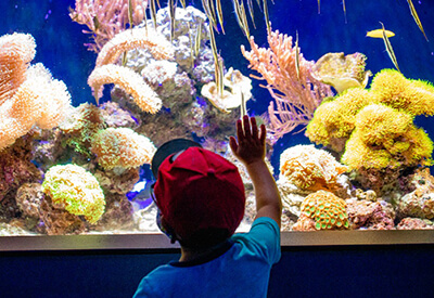 Birch Aquarium Coupons