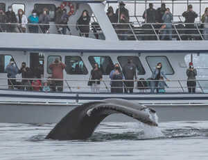 Newport Landing Whale Watching Coupons