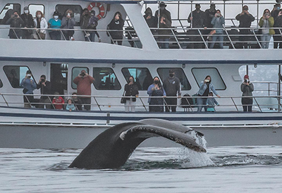 Newport Landing Whale Watching Coupons