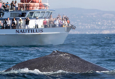 Newport Landing Whale Watching Coupons