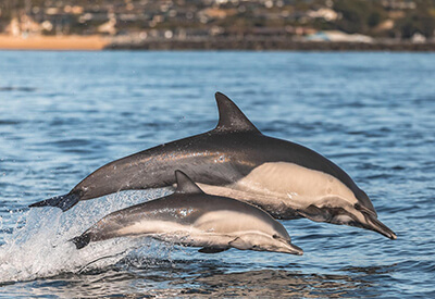 Newport Landing Whale Watching Coupons